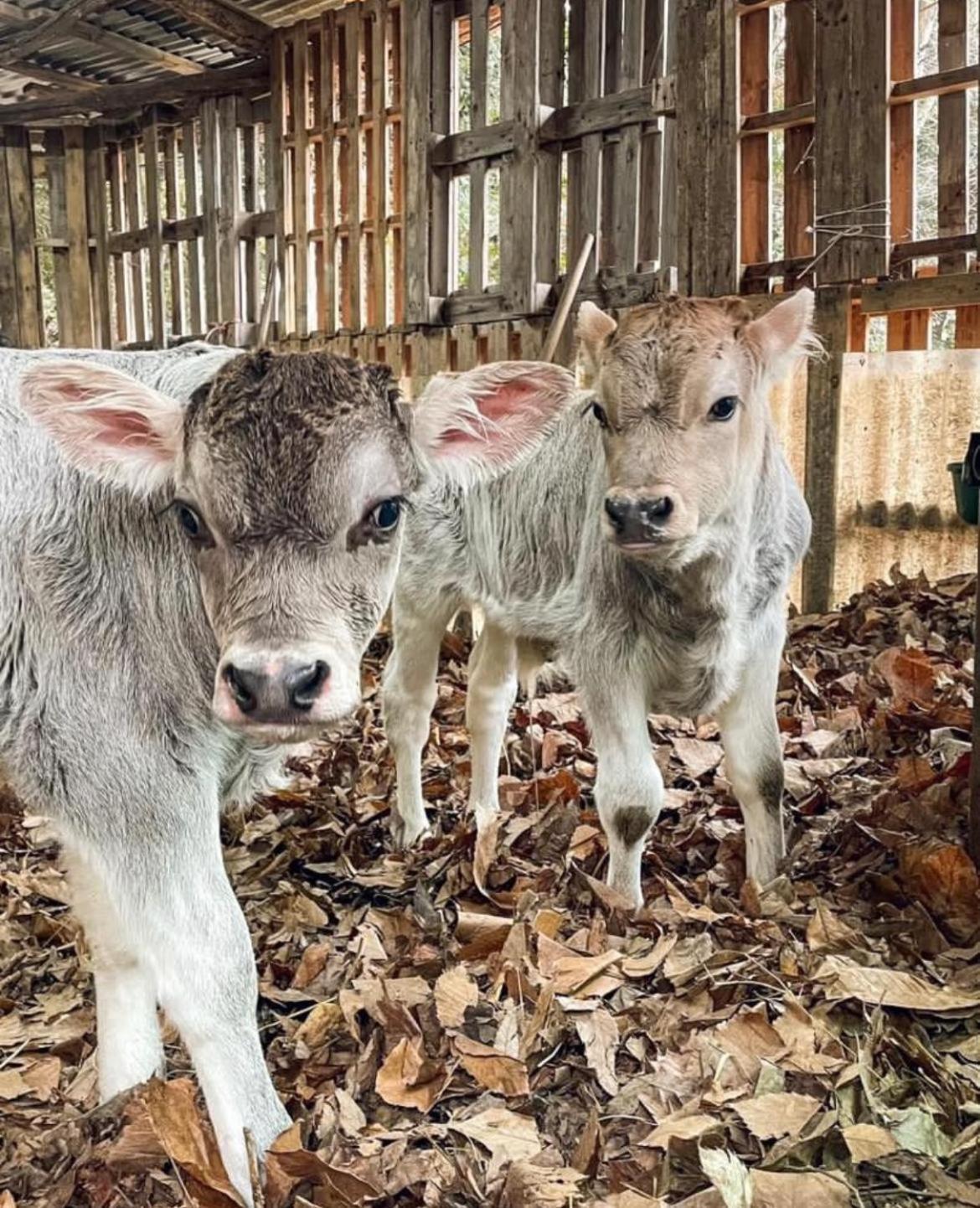 Agricamping Le Terrazze Hotel Orco Feglino Ngoại thất bức ảnh